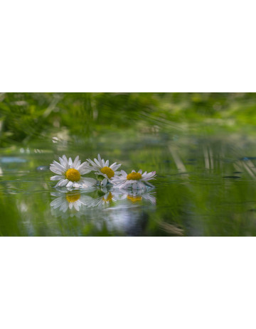 Flowers in the water