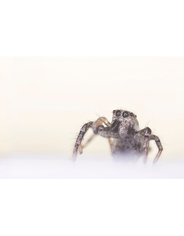 Jumping Spider (Salticidae) 1