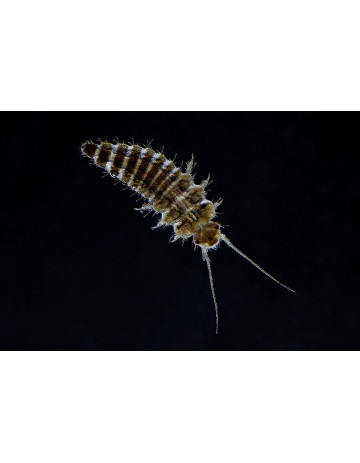 Beetle Larva (Coleoptera)