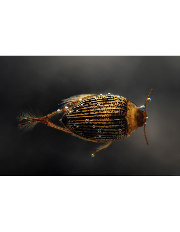 Water Beetle (Hydrophilus piceus)