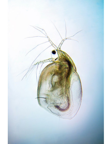 Water Flea (Simocephalus) 2