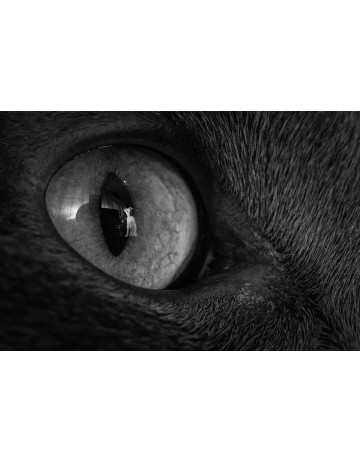 Photo "Cat's Eye"