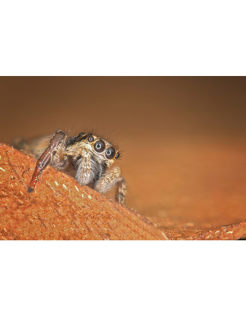 Jumping Spider (Salticidae)