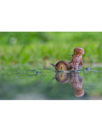 Snail 1 (Gastropoda)