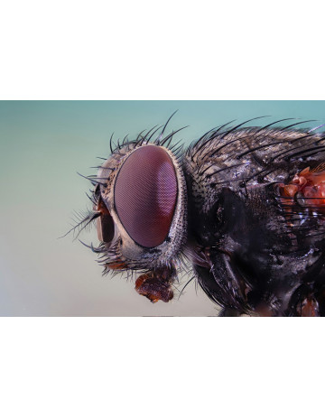 Fly (Gastropoda)