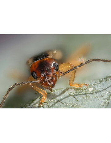 Earwig (Forficula auricularia)