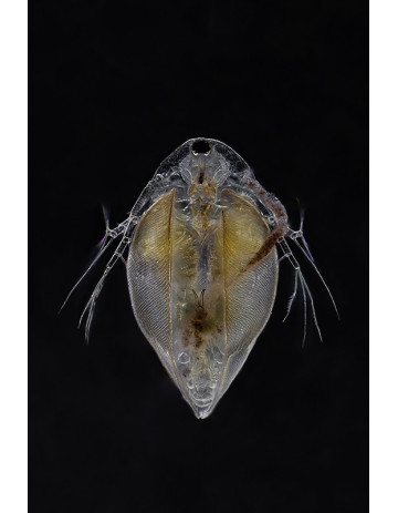 Water Flea (Simocephalus) 5