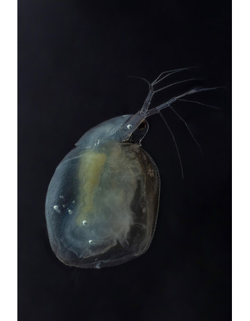 Water Flea (Simocephalus) 6