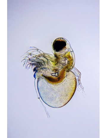 Water Flea (Polyphemus) 7